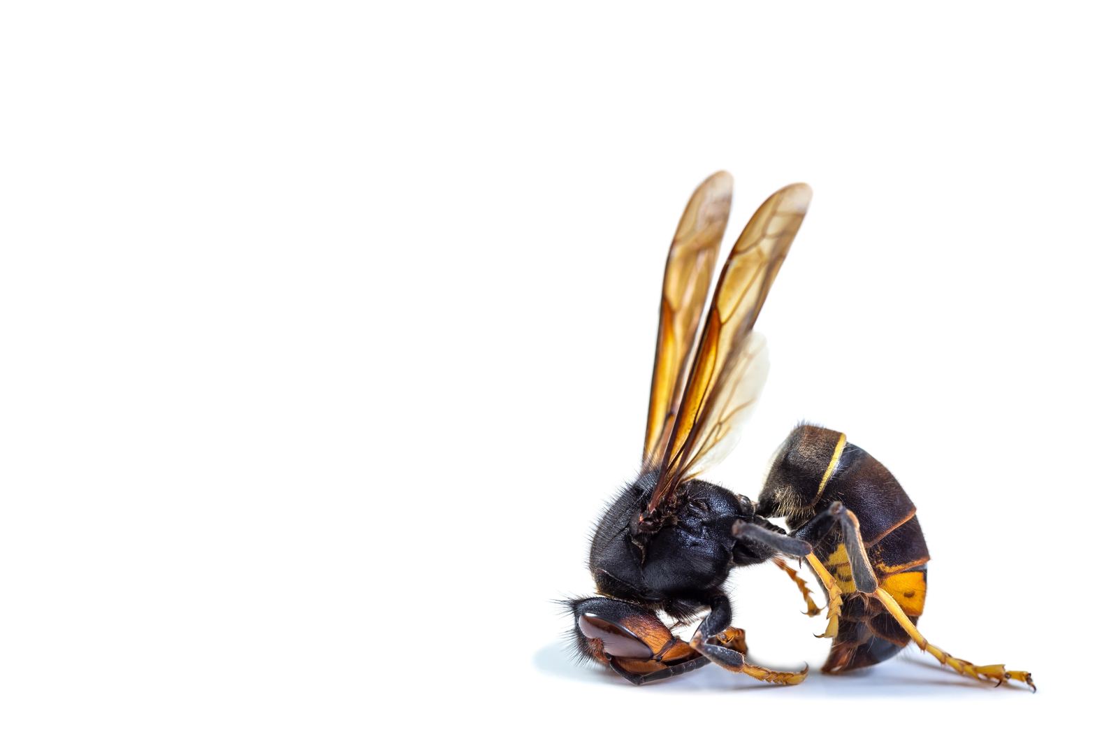 Frelon asiatique (Vespa velutina) de profil : corps noir, anneau orange et pattes jaunes