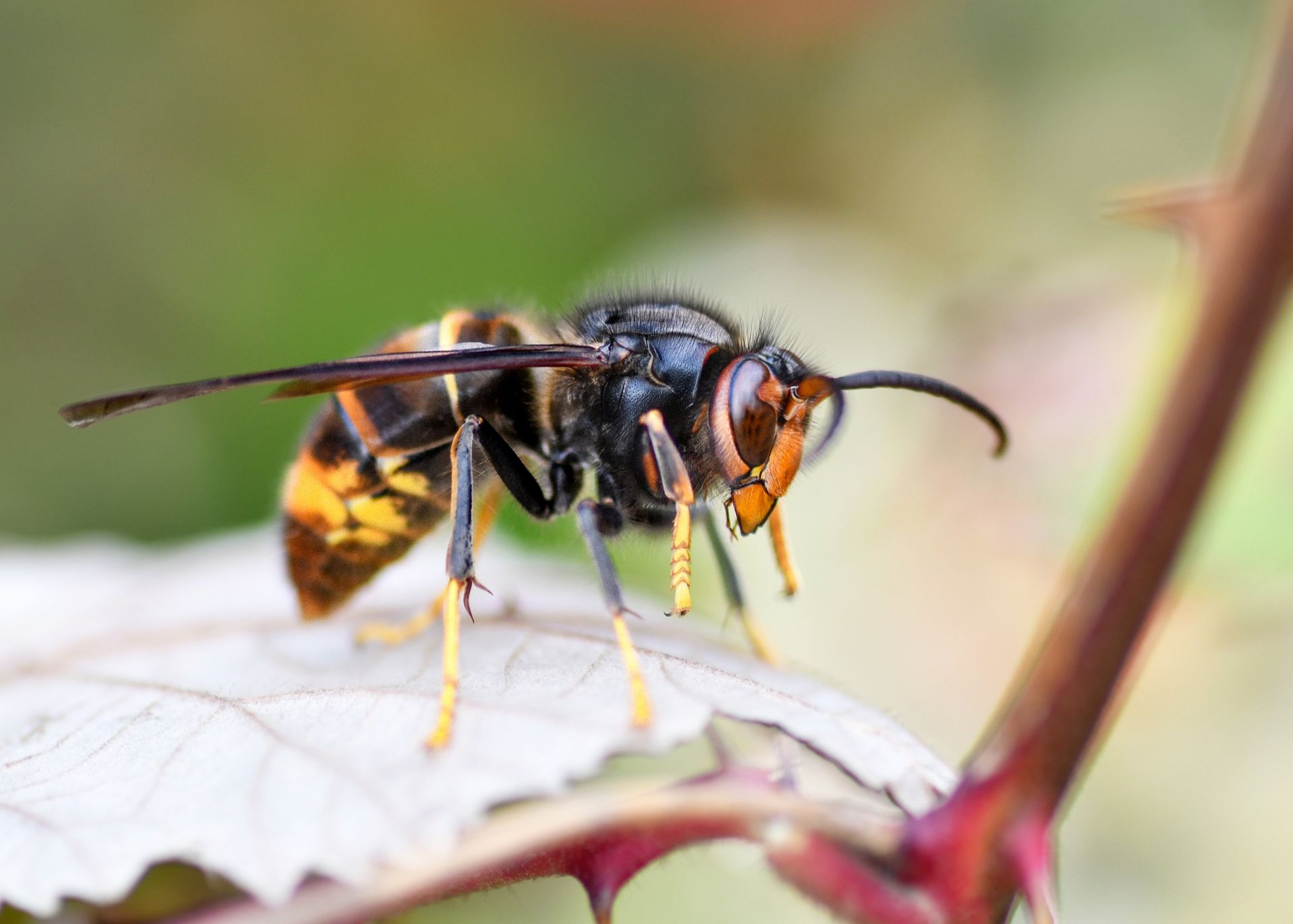 Frelon asiatique (Vespa velutina) en gros plan, tête orangée et thorax noir