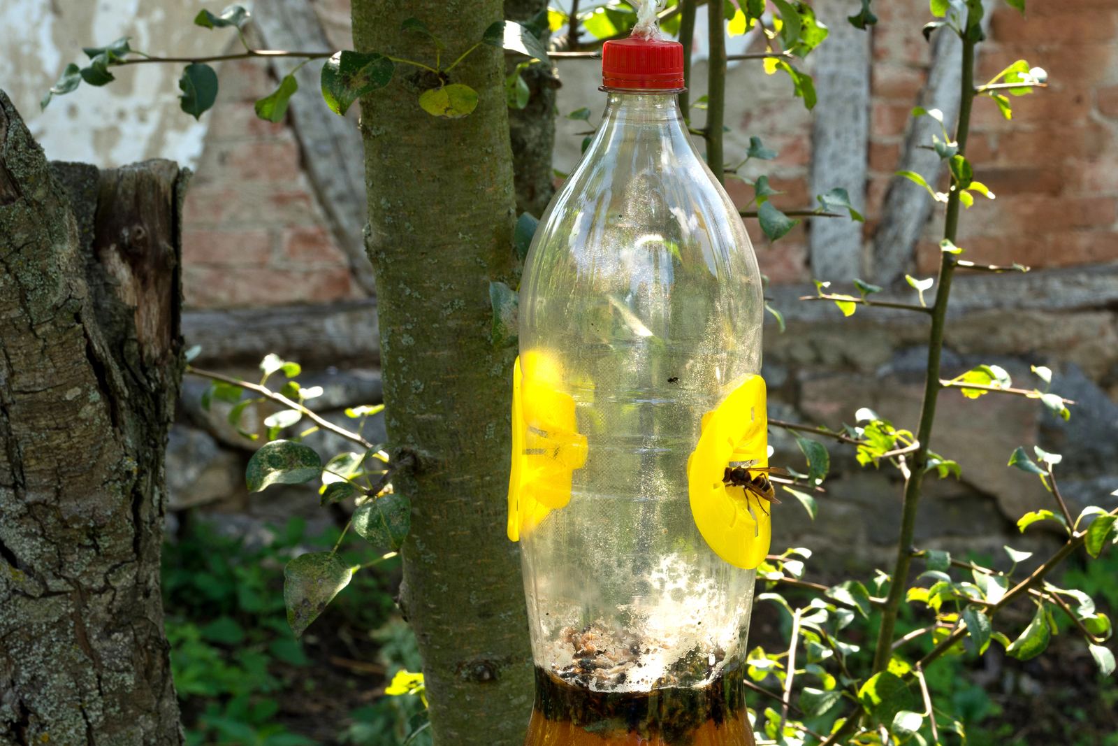 Piège bouteille en plastique fait maison accroché à un arbre